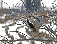 Red tailed Hawk